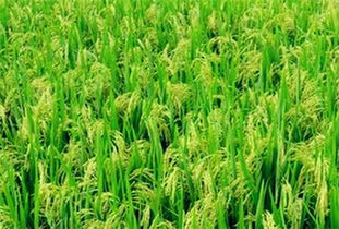 全國(guó)各個(gè)地區(qū)主要農(nóng)作物大盤(pán)點(diǎn)