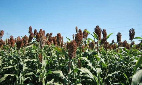 來自農村的 假甘蔗 ,味道比甘蔗還甘甜,北方人的最愛