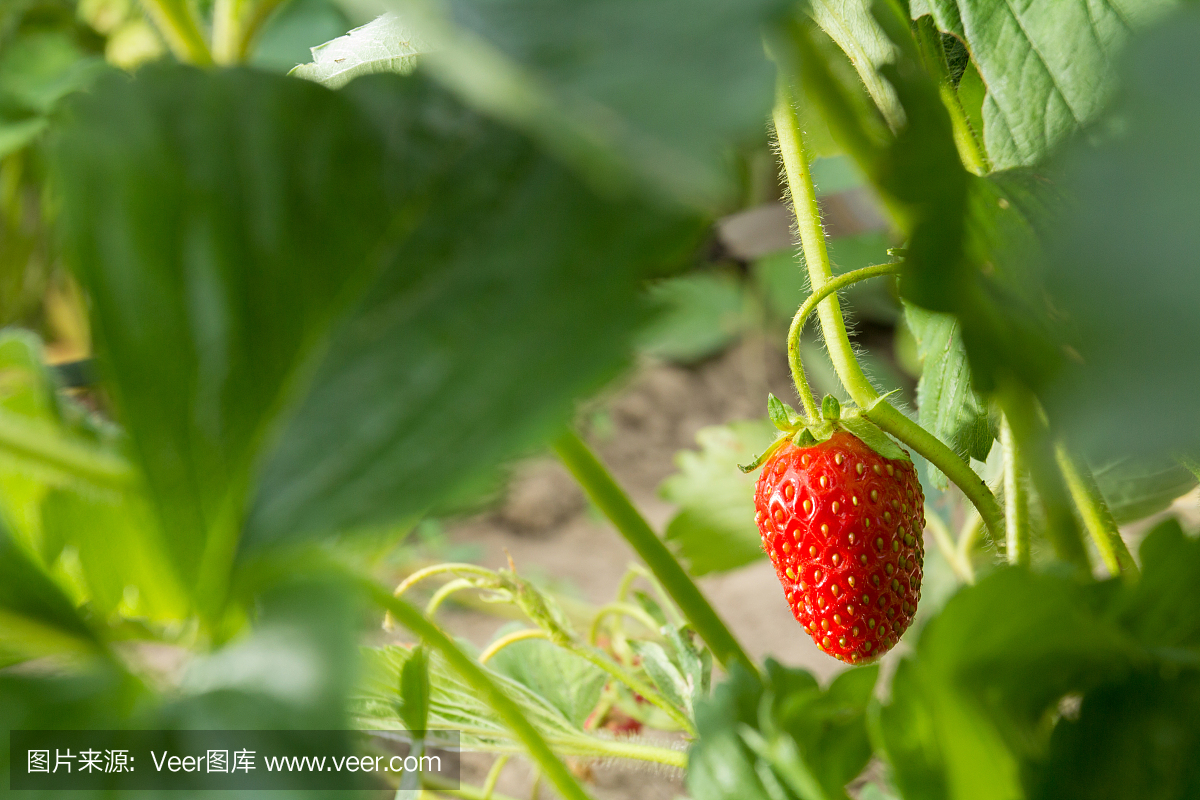非常美味的草莓。草莓作物。紅色,多汁,大漿果。香甜可口的漿果。