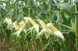 是蔬菜也是水果,去皮就能吃,有人說(shuō)畝產(chǎn)值過(guò)萬(wàn),農(nóng)民卻不愿種植