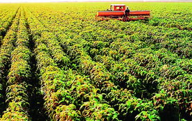 檢驗(yàn)檢疫 海關(guān)等部門(mén)聯(lián)手保障出口農(nóng)產(chǎn)品質(zhì)量安全示范區(qū)建設(shè)