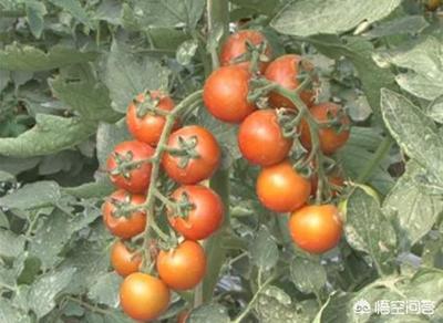 種植蔬菜時(shí)噴糖到底有沒(méi)有用?哪些蔬菜可以噴糖?