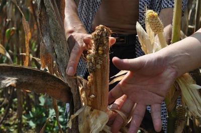 農(nóng)業(yè)部:2018年要減少水稻玉米小麥種植面積,糧食產(chǎn)量會減少嗎?