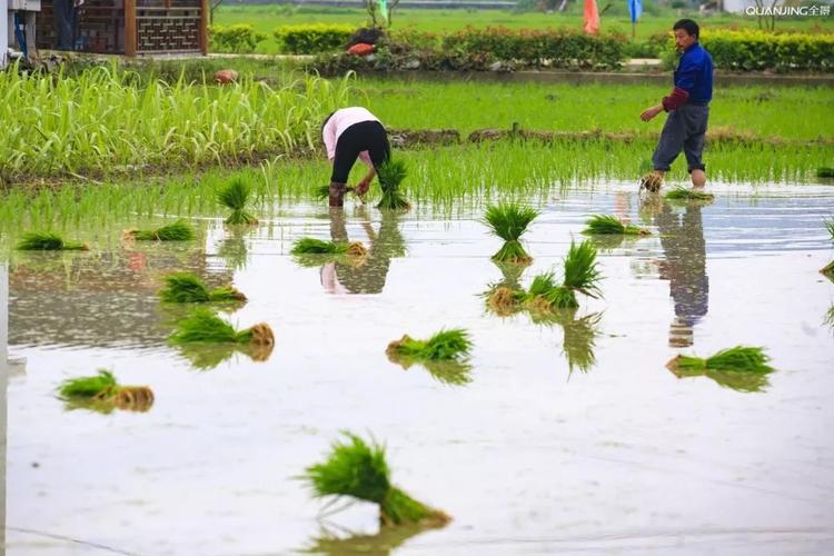 中央財(cái)政對水稻,小麥,玉米,棉花,馬鈴薯,油料作物,糖料作物,能繁母豬
